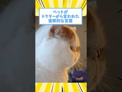 ペットがドクターから言われた衝撃的な言葉www #猫 #犬 #ペット #動物 #2ch #shorts