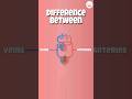Arteries Vs Veins What S The Difference