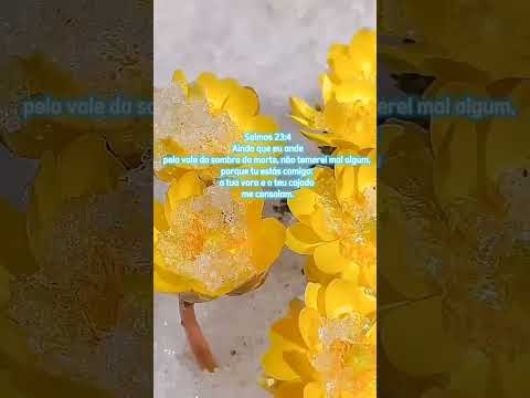 CD COMPLETO DA JANE MELO                     #SALMOS23CCB#