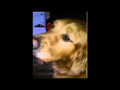 Gamer Reaction: The Awesomecast - #86