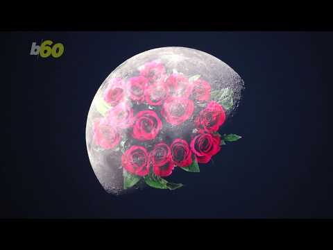 The Flower Moon Is Coming! This Is The Best Time To See I
