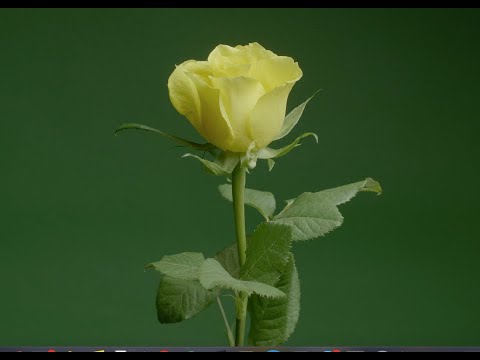 Leonie Evans - "I Really Do" [Official Music Video]