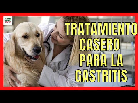 🚨 HOMEMADE TREATMENT FOR GASTRITIS IN DOGS 🚨