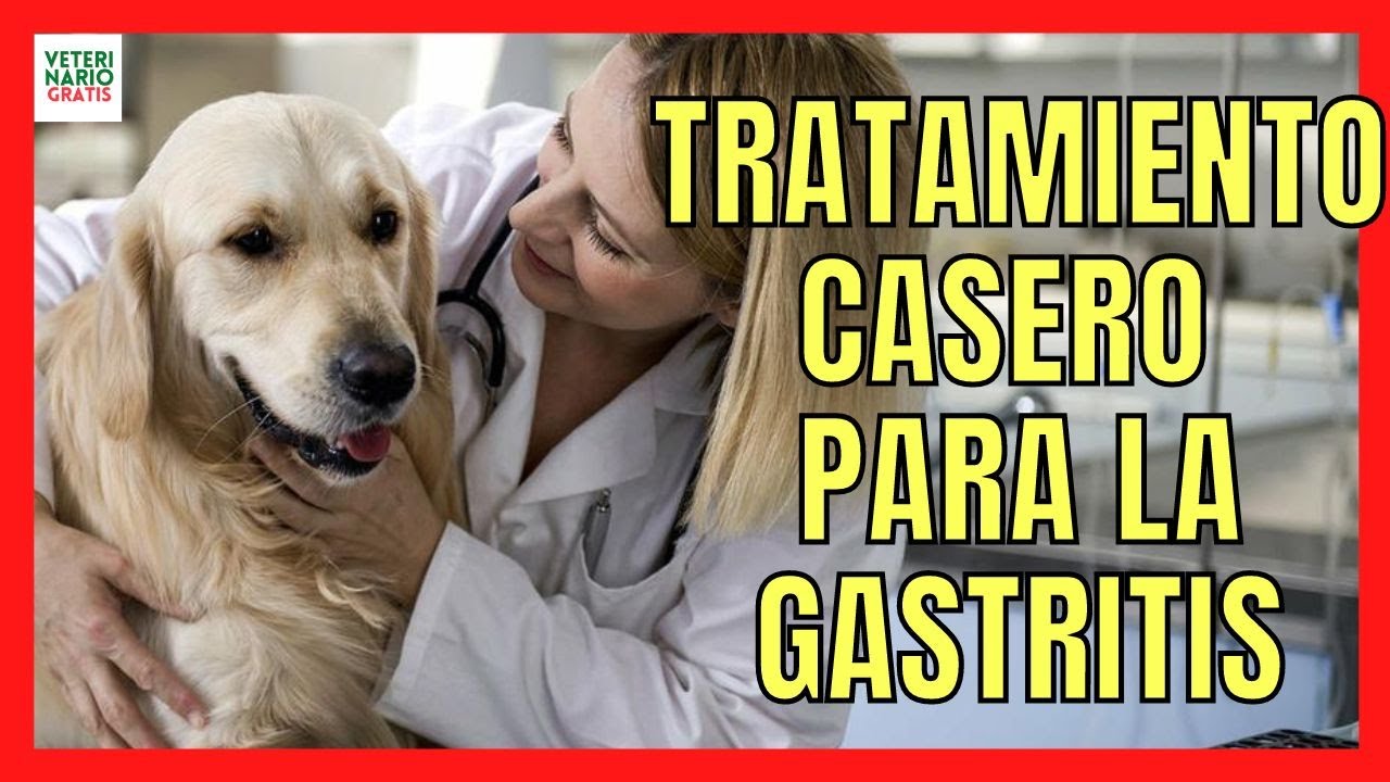 🚨 TRATAMIENTO CASERO PARA LA GASTRITIS EN PERROS 🚨