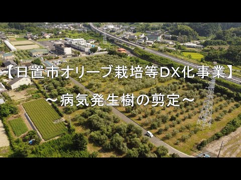 園芸 オリーブの木の病気