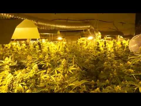 Dwupoziomowa plantacja marihuany zlikwidowana