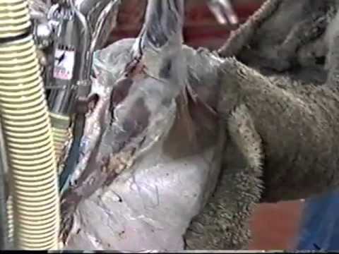 Offal Processor, Tripe Washer and Refiner | TG-32