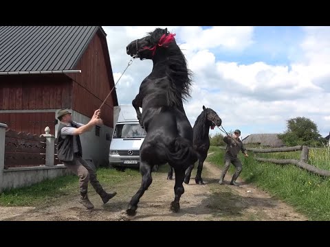 Armasarii lui Ilie Hutan de la Horodnic de Sus, Bucovina - 2021 Nou!!!