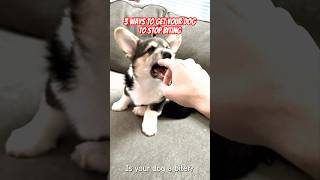 3 Ways to get your Dog to Stop Biting #corgi #biting #dogs #pets #pet #corgilove #fyp #shorts