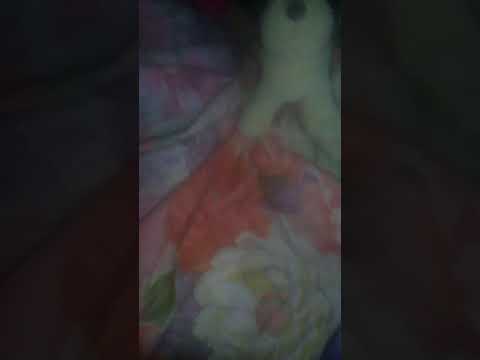 CUIDANDO AL PERRO¡¡| Brisa Ft Luciana