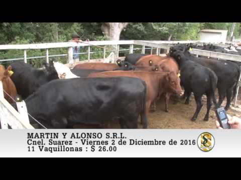 02-12-16 Venta de Vaquillonas - Martin y Alonso S.R.L. - Coronel Suarez.