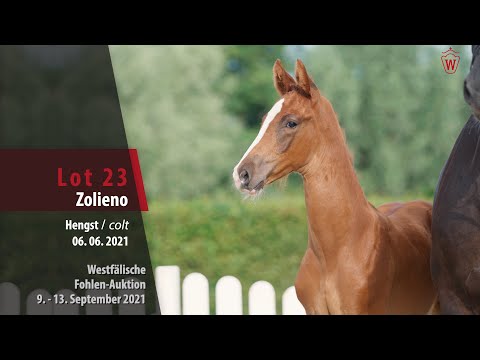 Fohlen-Auktion Lot 23 Zolieno Hengst v. Zoom - Florestan I