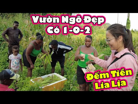 Gia đình Châu Phi thu hoạch Ngô Nếp Việt Nam||2Q vlogs Cuộc Sống Châu Phi