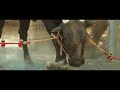 Happy Mattu Pongal Hiphoptamizha Takkarutakkaru Pongal Mattupongal Enjoy