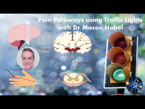 Learn about Pain Pathways using Dr Mason Habel's Traffic Light System (the Renton Prize method)