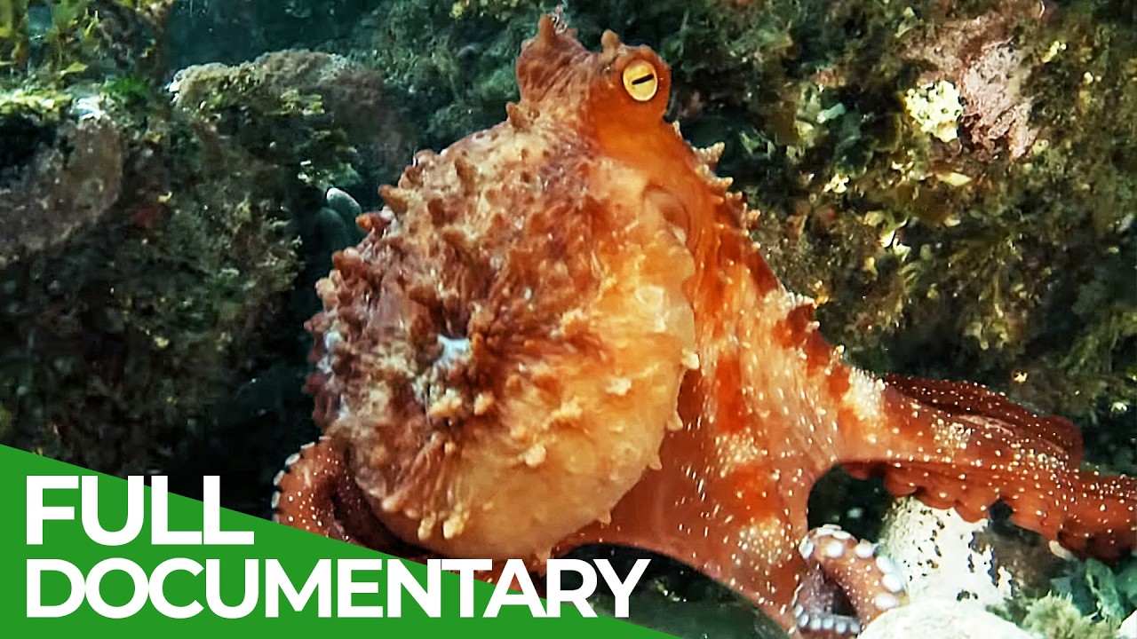 The Big Blue - Ocean Stories from Down Under | Episode 5 | Free Documentary Nature