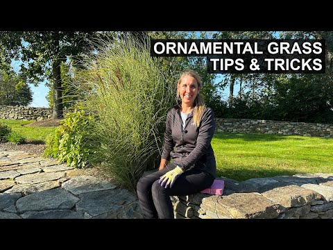 Ornamental Grass Care | Maintenance and Dividing Tips
