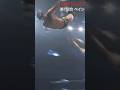 INCREÍBLE DRAGON BANE FLIES Shorts Noah Ghc WrestleUNIVERSE