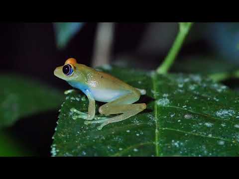 Boophis goudotiiについて詳しく解説