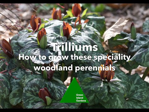 Trilliums - How to grow these speciality woodland perennials