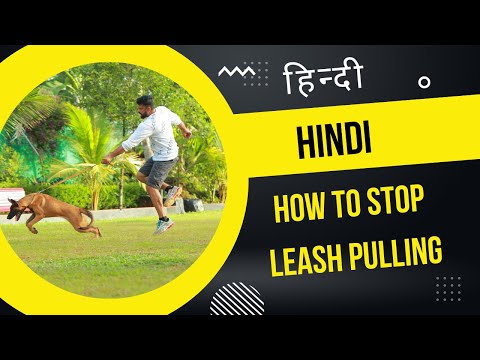 How to stop dogs leash pulling Hindi tutorial video .  Saajan Saji Cyriac.9961310970