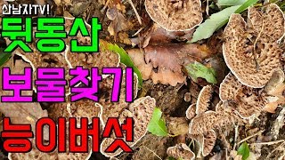 산남자 능이 버섯 산행 능이를 찾으로 뒷 동산으로 올라갑니다~ 행복한 한가위 추석 명절 되세요^^ 자연 건강…