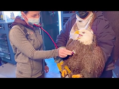 Animaux de compagnie contre vétérinaires. Qui va gagner ? | Réaction d'un animal drôle