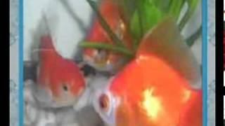 Download lagu inbox sctv kirey rindang tak berbuah mp3