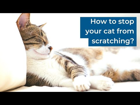 BEST TIPS - How to train your cat to stop scratching inappropriate objects?