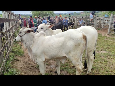 Feira de gado de São João-PE 31-8-2026
