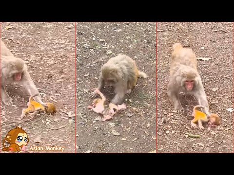 The baby monkey had a tragic end, the mother monkey dragged the baby monkey away.