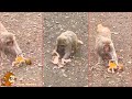 The Baby Monkey Had A Tragic End The Mother Monkey Dragged The Baby Monkey Away