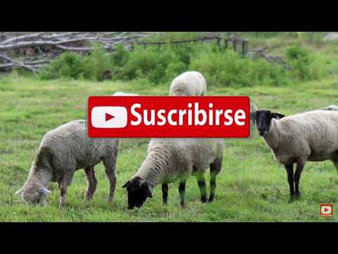 //Conjunto mensajeros Del Valle//