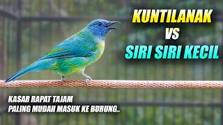 Download lagu MASTERAN KUNTILANAK & SIRI SIRI KECIL!! KINOI FULL MATERI TEMBAKAN MEWAH KASAR RAPAT TAJAM PANJANG mp3