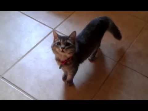 Leena vs. The Collar