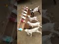 Creative Idea For Farm Goat Baby Bottle Feeding Goat Farming Funnykids