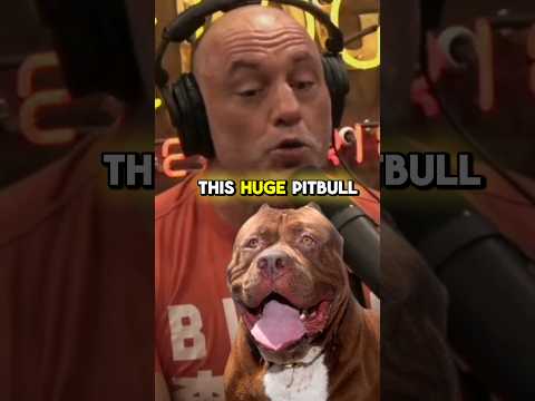 Joe Rogan - Horrific Cartel Video 😲