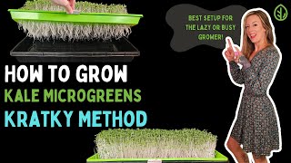 Thumbnail for video: Grow Kale Microgreens with Kratky Hydroponics — Almost Zero Maintenance!