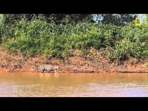 un jaguar qui attaque un crocodile soubhan'Allah