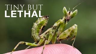 The Deadliest Killers on Earth Are Smaller Than Your Thumb