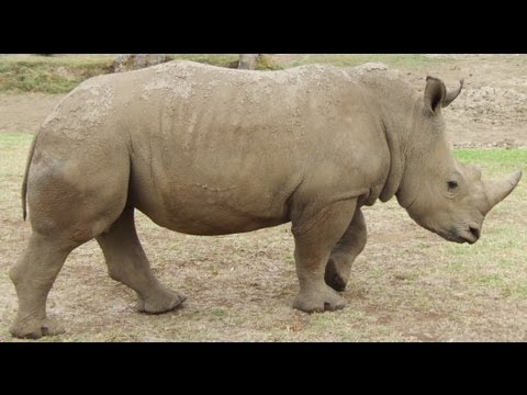 UberHaxorNova:Robot Unicorn Attack Evolution:RHINOO