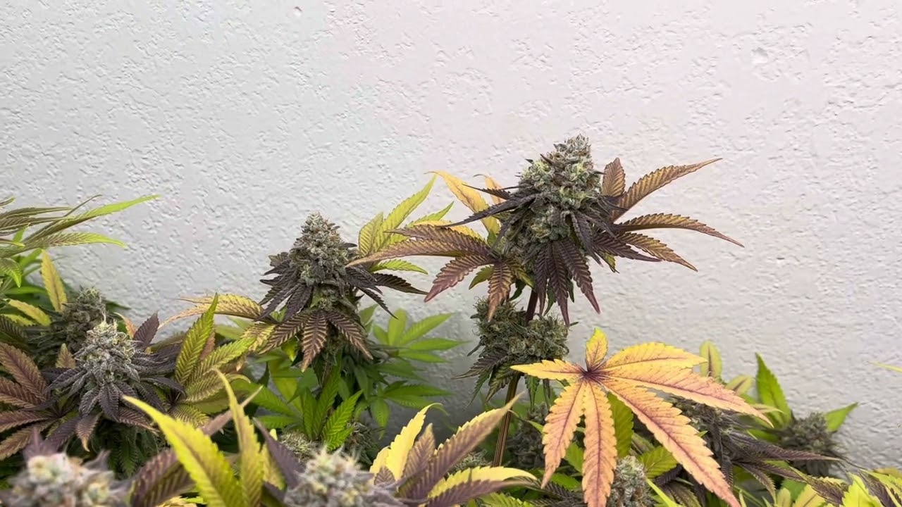 Herbies Seeds Legit?