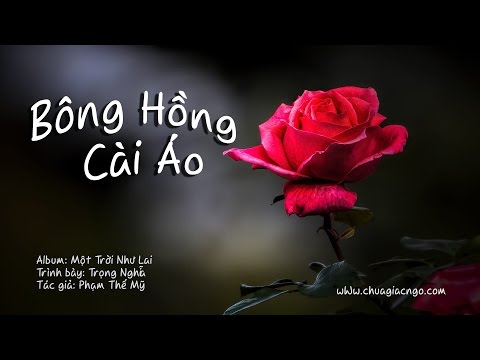 Bông hồng cài áo