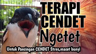 Download lagu CENDET macet bunyi,stres coba terapi ngetet ini pasti langsung nyaut mp3 Download lagu CENDET macet bunyi,stres coba terapi ngetet ini pasti langsung nyaut mp3