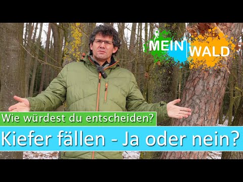 🌲🪓Muß diese Kiefer gefällt werden?