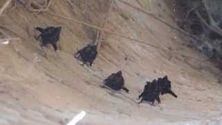 preview picture of video 'bats in well 2.MOV'