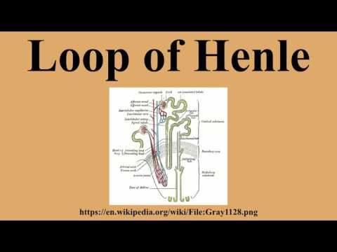 Loop of Henle
