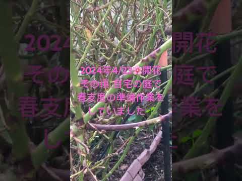 秋のマルチ：どのタイプを選択し、いつどのように適用するか？  庭園