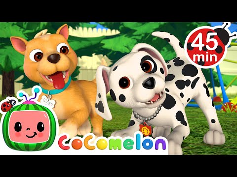 Puppy Play Date + MORE CoComelon Nursery Rhymes & Kids Songs