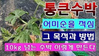 [텃밭농부 1,474]  수박의 어미순을 적심하는 목적과 방법. #수박재배